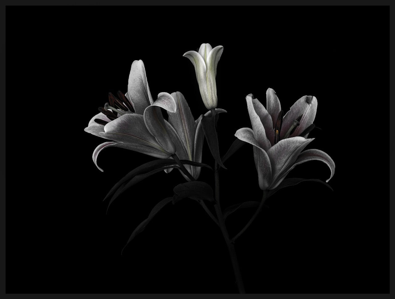 3 LILIES
