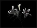 3 Lilies