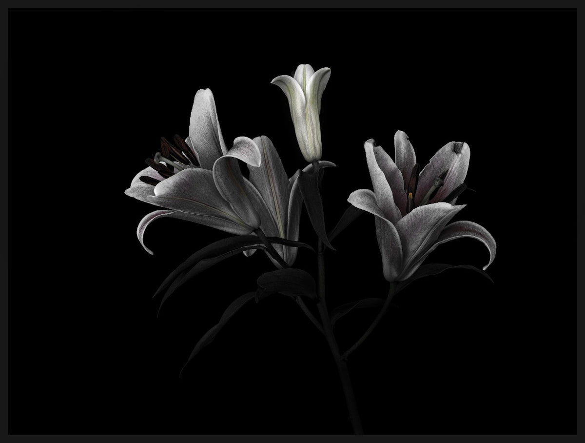 3 Lilies