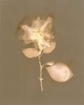 Camelia
