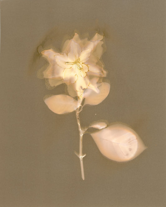 山茶花
