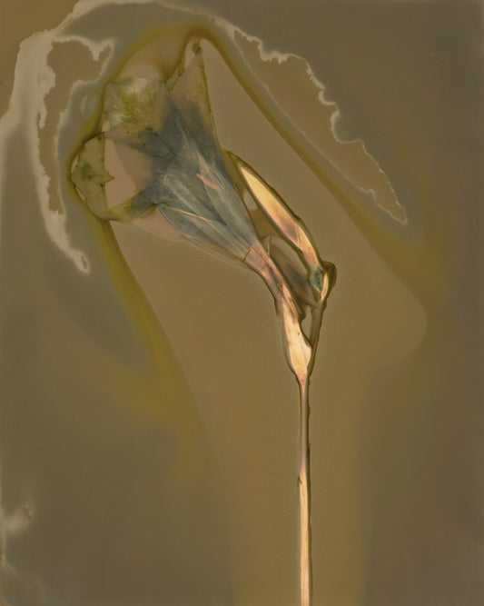 芭蕉花