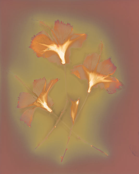 木槿