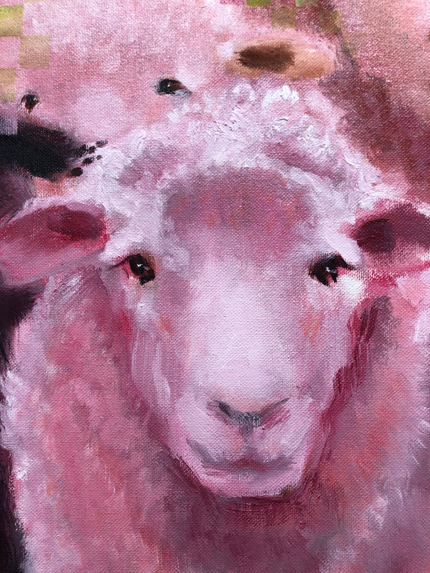 Des moutons heureux