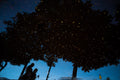 Fireflies