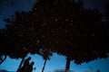 Fireflies