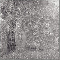 URBAN GROWTH WILLOW
