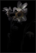 IRIS (SINGLE)