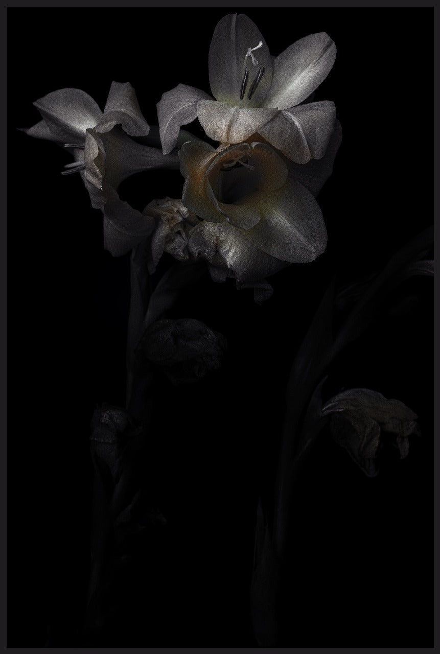 IRIS (SINGLE)
