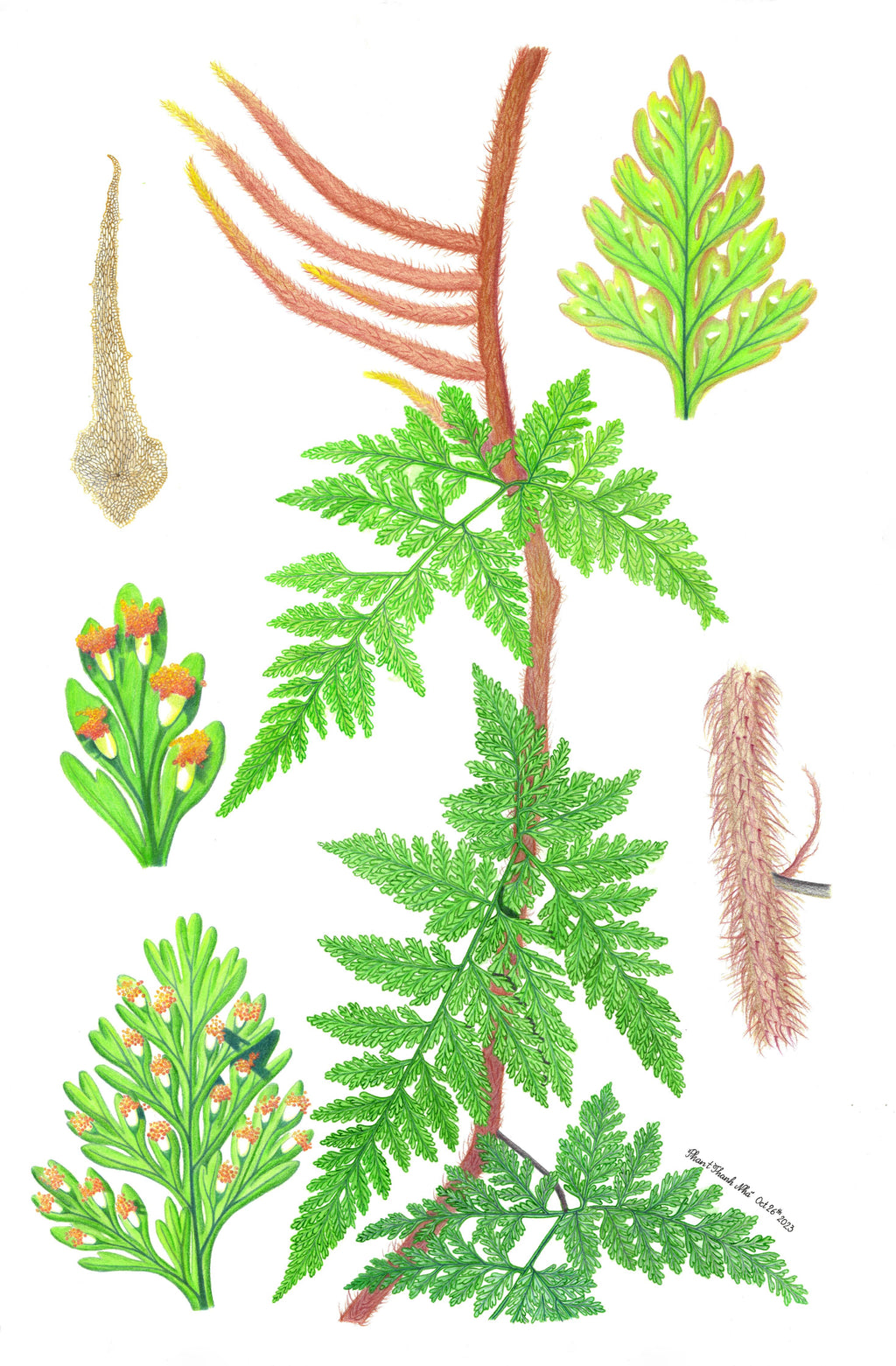 Davallia trichomanoides Blume (Squirrel's Foot Fern) (Dương xỉ)
