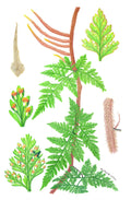 Davallia trichomanoides Blume (Squirrel's Foot Fern) (Dương xỉ)
