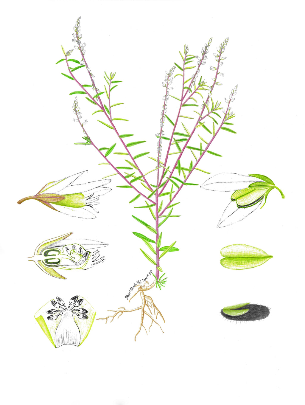 Polygala paniculata L. (Viễn chí)