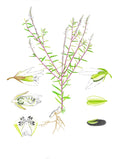 Polygala paniculata L. (Viễn chí)
