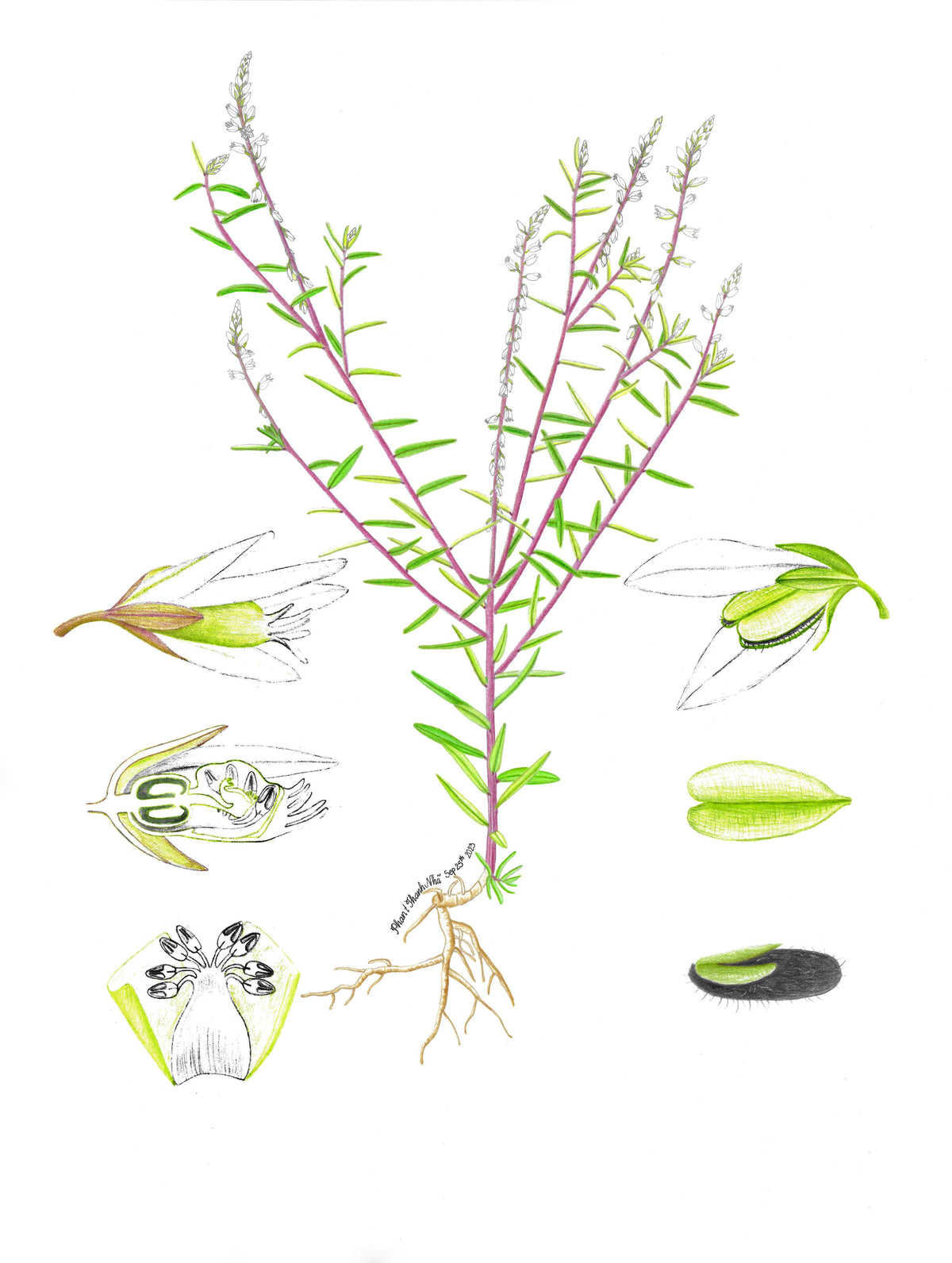 Polygala paniculata L. (Viễn chí)