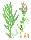 Calocedrus macrolepis Kurz. (Tô hạp bách)