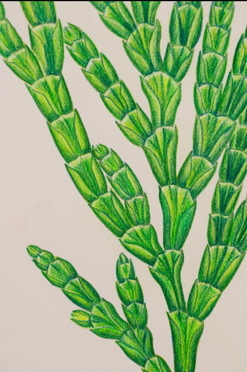 Calocedrus macrolepis Kurz. (Tô hạp bách)
