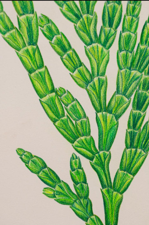 Calocedrus macrolepis Kurz. (Tô hạp bách)