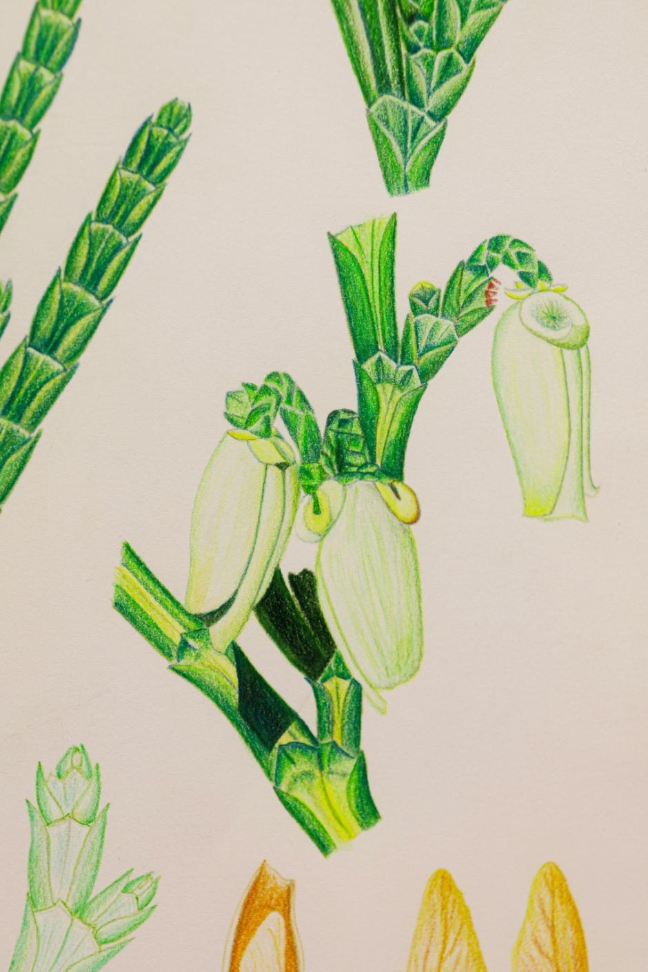 Calocedrus macrolepis Kurz. (Tô hạp bách)