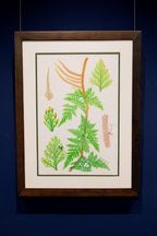 Davallia trichomanoides Blume (Squirrel's Foot Fern) (Dương xỉ)