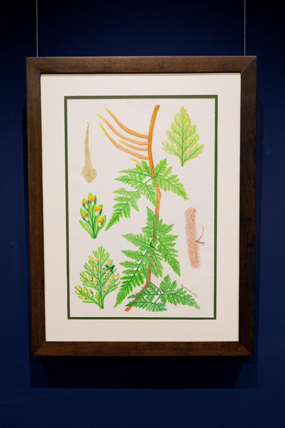 Davallia trichomanoides Blume (Squirrel's Foot Fern) (Dương xỉ)