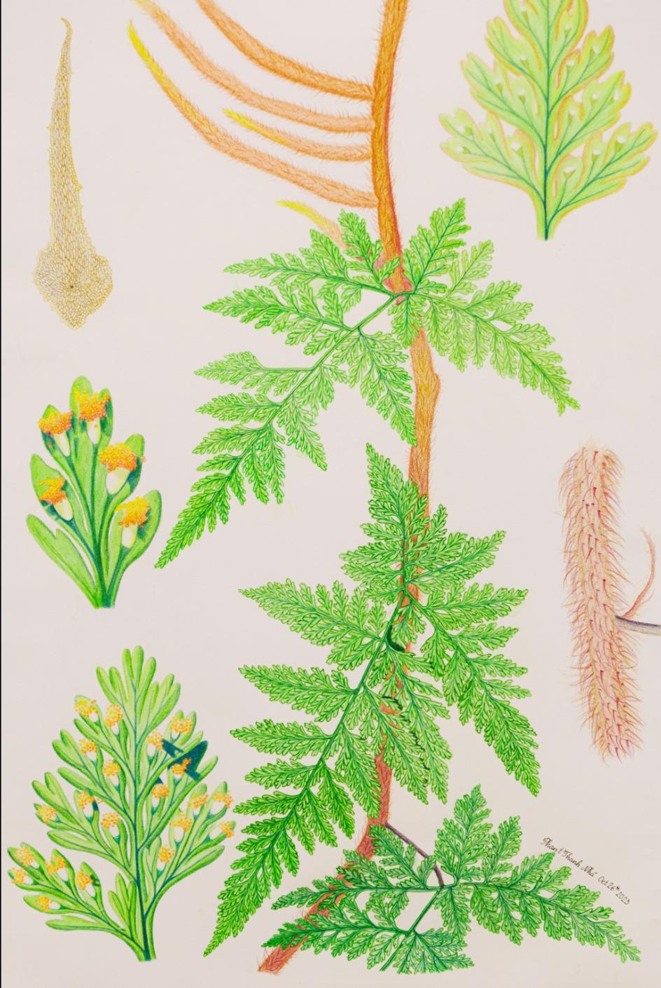 Davallia trichomanoides Blume (Squirrel's Foot Fern) (Dương xỉ)