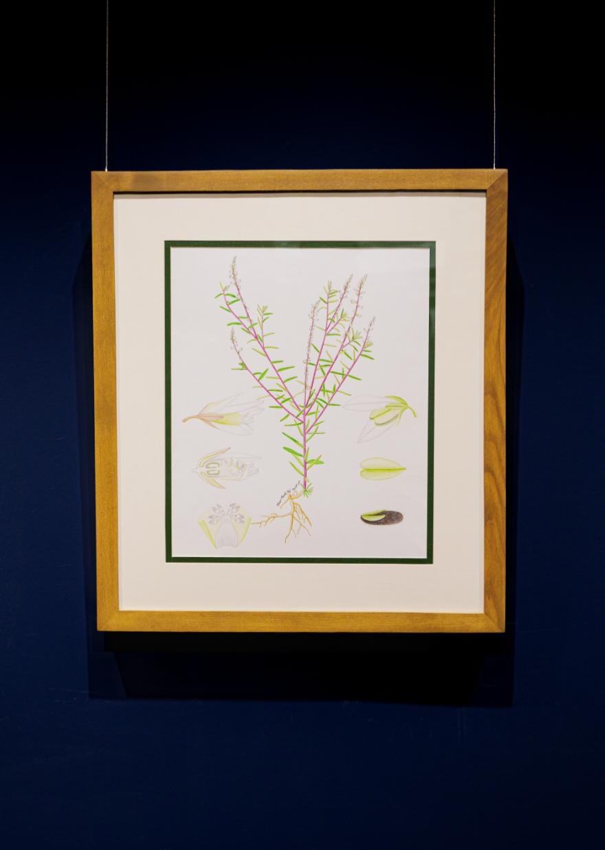 Polygala paniculata L. (Viễn chí)