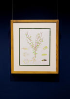 Polygala paniculata L. (Viễn chí)